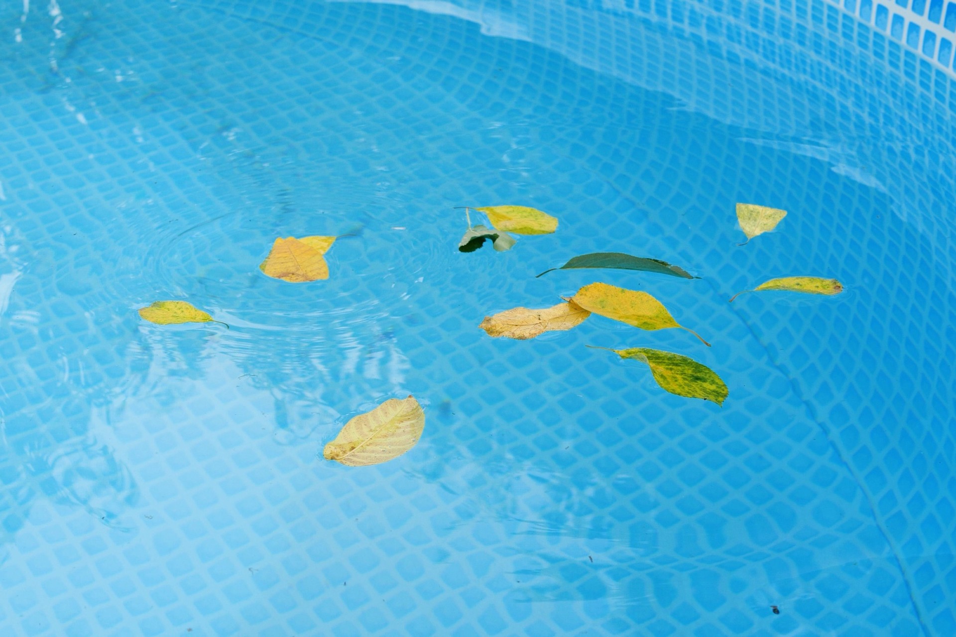 Cleaning a swimming pool with a mesh skimmer. The long net cleans colored leaves off surface of the water